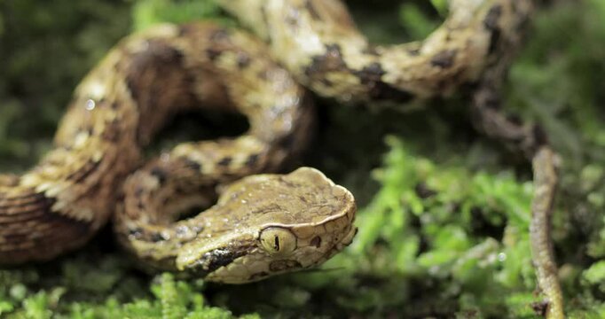 Jararaca moving amidst vegetation and shaking its tail. Close up, static
