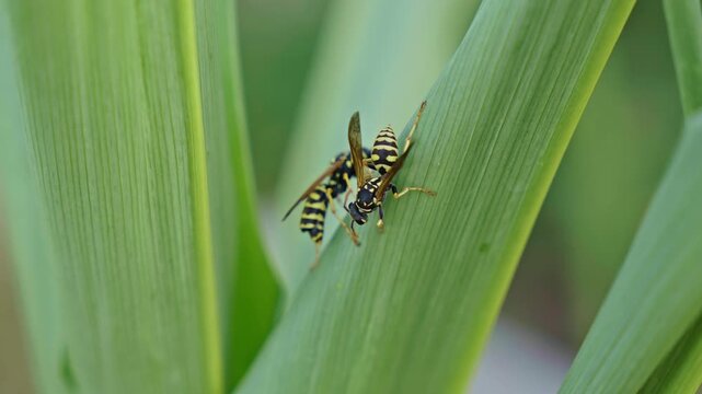 Extreme macro of two wasps touching antennae on a corn leaf before one flies away, revealing natural insect communication behaviour.