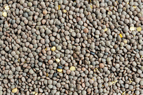 Dried Pardina lentils, close-up