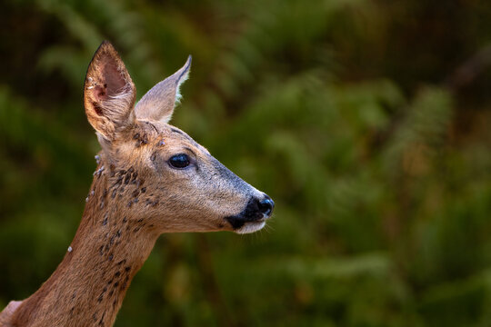 Roe deer portrait.