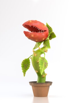Carnivorous plant in pot