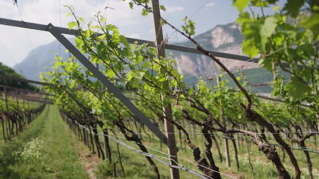 Close-up of green grapevine leaves and vines in a sunny Italian vineyard with mountain views in Trentino, Italy. Agricultural wine production