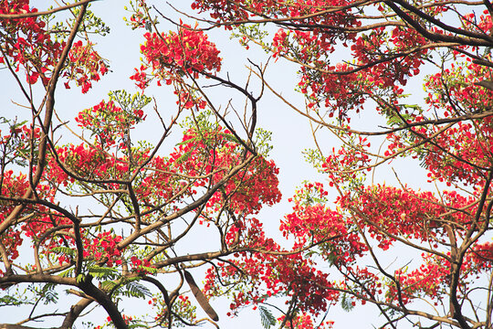 red flowers of tree
