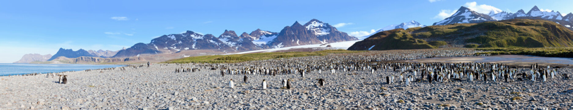 South Atlantic Ocean, United Kingdom, British Overseas Territories, South Georgia, Salisbury Plain, King penguins colony