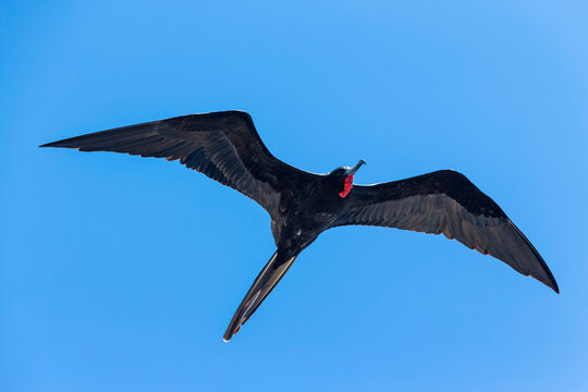 Ecuador, Galapagos Islands, Isabela, flying frigatebird