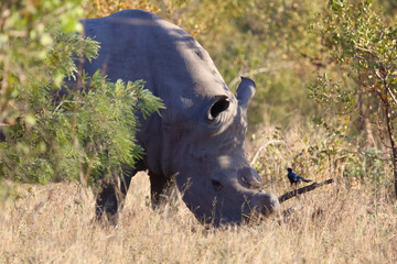 Breitmaulnashorn / Square-lipped rhinoceros / Ceratotherium simum © Ludwig
