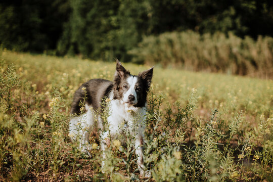 Alert blue border collie stands in a summer grass field outdoors