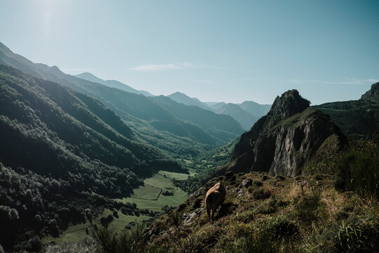 A brown cow grazes on a steep mountain slope in Asturias Spain