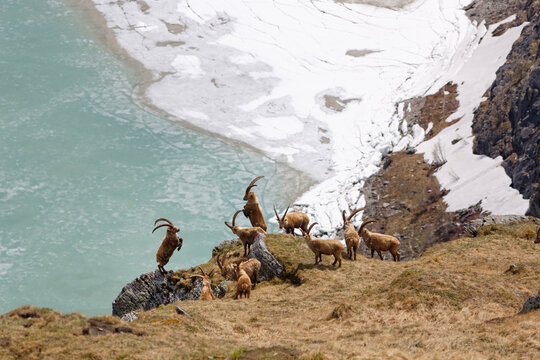 Austria, Carinthia, View of Alpine Ibex