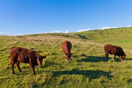 Three brown cows graze on a green pasture in Dorset England