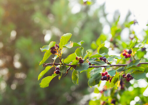 Ripe Shadberries (Amelanchier berries) in the garden. Shallow depth of field.