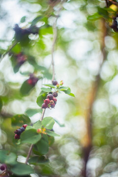 Ripe Shadberries (Amelanchier berries) in the garden. Shallow depth of field.