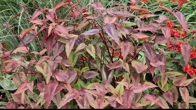 Persicaria microcephala 'Red Dragon' a dark purple red leaf flower plant commonly known as knotweed, gardening stock video footage clip