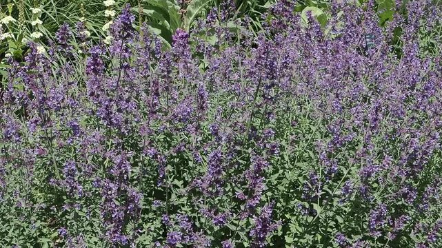 Nepeta 'Six Hills Giant' a summer flowering plant with a blue summertime flower commonly known as catmint, gardening stock video footage clip