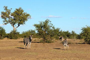 Steppenzebra / Burchell's zebra / Equus quagga burchellii © Ludwig