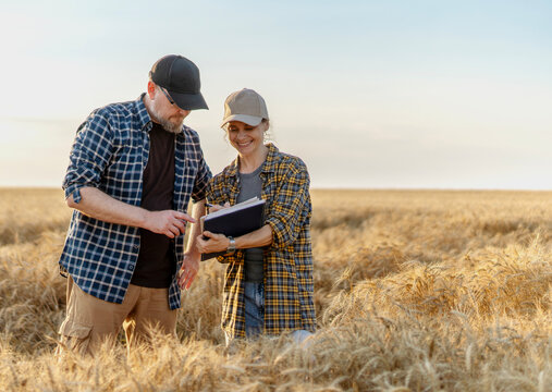 Middle aged farmer father and his young adult daughter examining wheat ears together in a field at sunset
