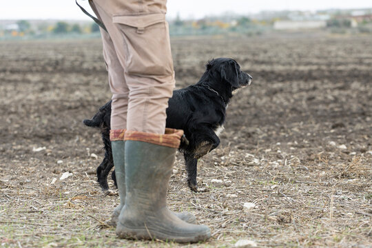 A hunter with a gun and his pet dogs. A spaniel and a german wirehaired pointer drathaar in search of a pheasant.