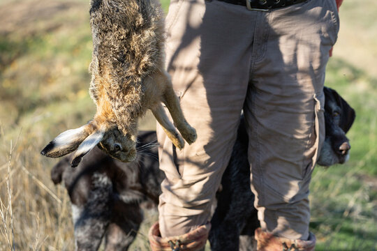 A hunter holds a wild hare. Seasonal prey