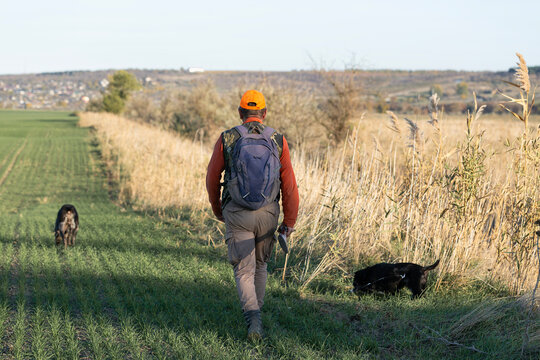 A hunter with a gun and his pet dogs. A spaniel and a german wirehaired pointer drathaar in search of a pheasant.