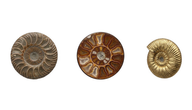 Three Different Ammonite Fossils Showing Spiral Shell Patterns