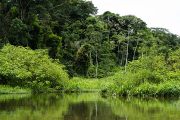 Amazon rainforest wetland with dense jungle reflection in Peru © Lea