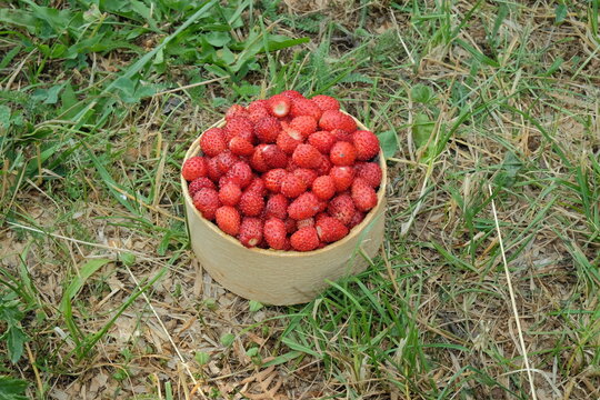 red wild strawberries in small basket on grass background, Montenegro