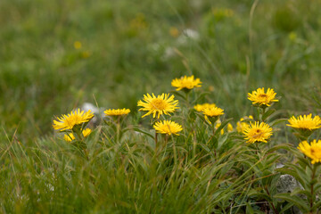 Obraz premium fiori selvatici dai petali gialli in un campo erboso naturale, di giorno, in primavera