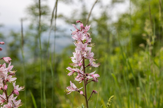 vista macro di un fiore di dittamo (Dictamnus albus) in primo piano, in un prato in ambiente naturale di collina in Italia, di giorno, in primavera, con sfondo sfuocato