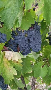 Grappes de raisin noir m&ucirc;res, en gros plan