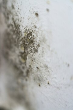 Interior wall with black mold near a double glazed window