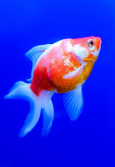 A beautiful, oil-painting-like close-up of a goldfish © Yf