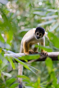 Squirrel monkey Saimiri sciureus looking at the camera in the Amazon jungle