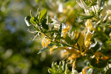 esemplari di fiori bianchi e gialli, con vista macro, di una folta pianta rampicante di caprifoglio giapponese (Lonicera japonica), di giorno, in un ambiente naturale, in primavera © PhotoMet
