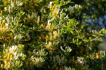 esemplari di fiori bianchi e gialli, con vista macro, di una folta pianta rampicante di caprifoglio giapponese (Lonicera japonica), di giorno, in un ambiente naturale, in primavera © PhotoMet