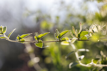 esemplari di fiori bianchi e gialli, con vista macro, di una folta pianta rampicante di caprifoglio giapponese (Lonicera japonica), di giorno, in un ambiente naturale, in primavera © PhotoMet