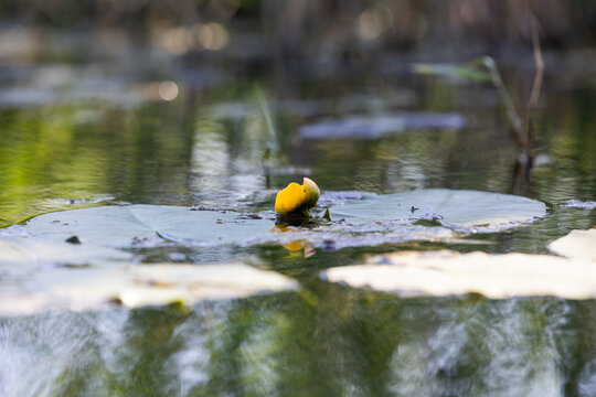 fiore giallo di Nuphar lutea, pianta acquatica perenne nota come ninfea gialla tra le acque limpide di una palude, in primavera