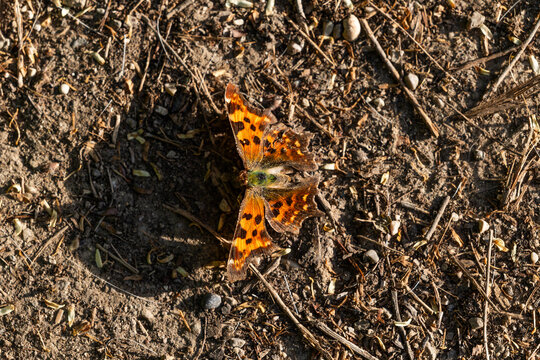vista macro di un esemplare di farfalla polygonia o vanessa, ferma al sole su un terreno naturale, di giorno, in primavera