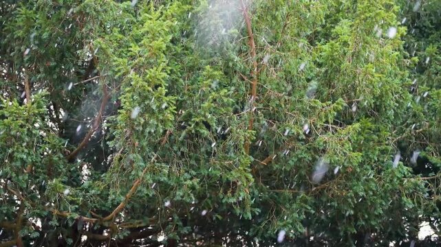 Snowflakes falling against green pine tree branches. 4K slow motion footage