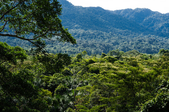 Lush green tropical rainforest canopy and mountain hills landscape in Amazon basin Peru
