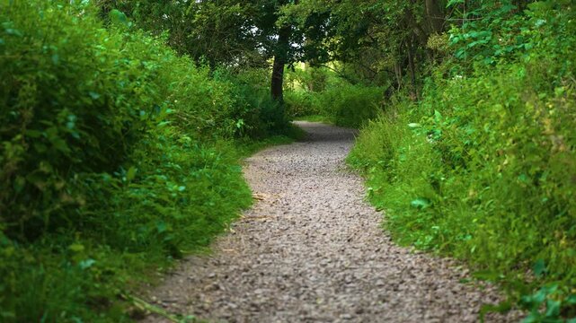 Gravel footpath curving through overgrown forest with vibrant greenery. Peaceful nature trail bordered by wild plants and mature trees. Woodland pathway, summer foliage, park trail, serene outdoor