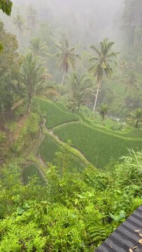 Rice fields in Bali in tropical rain, Tampaksiring , Gianyar Regency, Tampaksiring, Bali, Indonesia