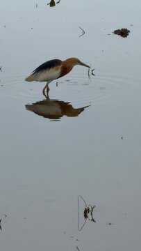Javan Pond-Heron(Ardeola speciosa) hunting in a rice field, Bali, Indonesia