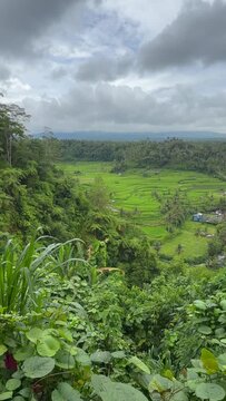 View of the rice fields from Mahagiri Panoramic Resort and Restastaurant, Rendang, Bali, Indonesia