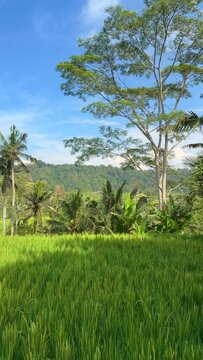 Rice Fields in Sidemen. Sidemen is an authentic place full of stunning rice terraces