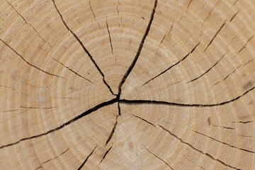 Fototapeta premium Wood log showing tree rings, cracks, and natural texture
