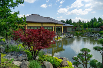 Fototapeta premium Beautiful Japanese garden with lake Oike, bonsai pines and red-leaved maple. Yellow shrubs, stone embankments and wooden building in the background in public landscape park Krasnodar or Galitsky