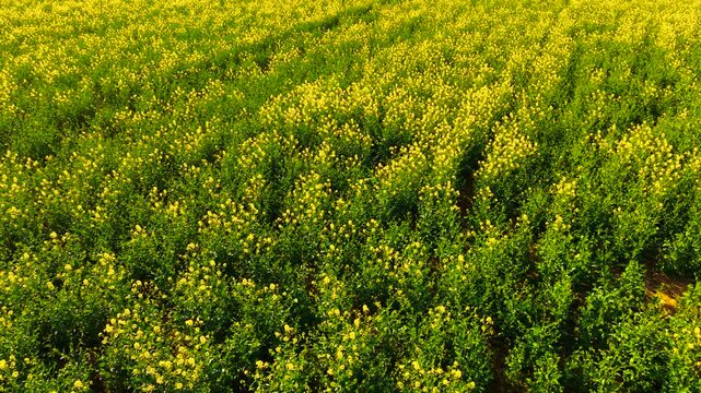 Top view of flowering canola field with uneven crop density and visible soil between rows. Agricultural production concept linked to eco biofuel resources and rural economy. Bright vegetation pattern