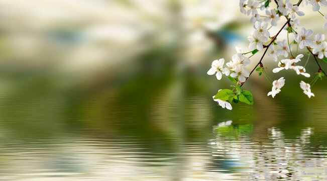 Cherry blossom branches over a calm water surface reflecting flowers in springtime at a sunny park