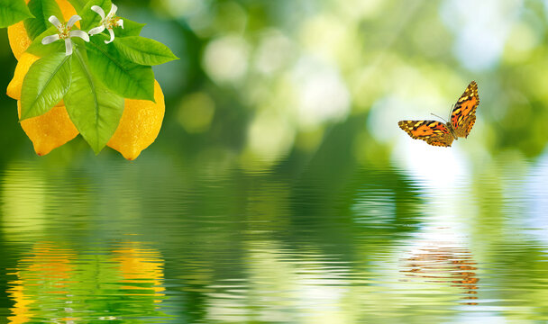 Lemon tree with ripe lemons and butterfly flying above water in a garden during bright daylight