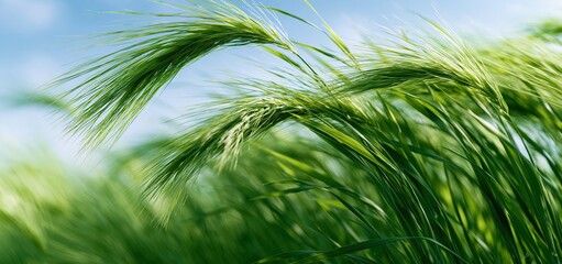 Fototapeta premium Vibrant barley stalks in sunlight with a clear blue sky, highlighting natural texture and healthy growth.
